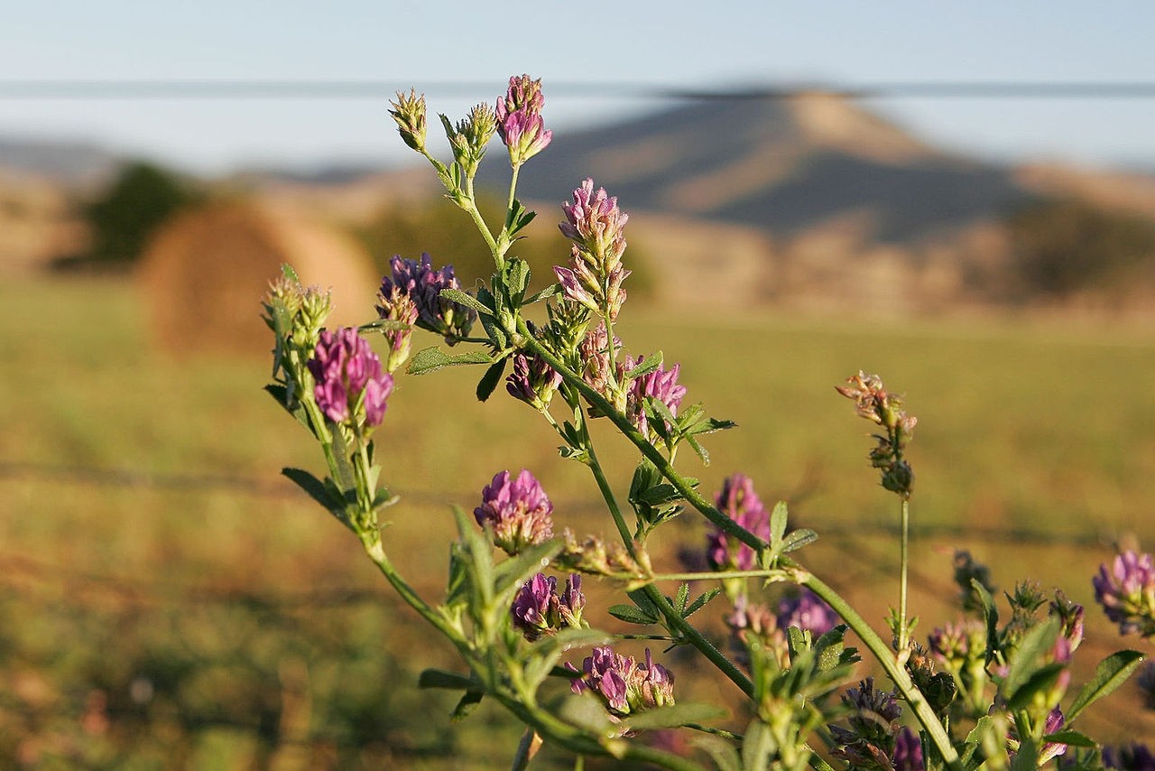 Alfalfa Lucerne (Medicago sativa) Powder 500gms 