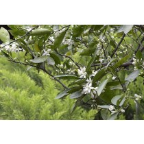 Zhi Ke (Qiao) (Citrus aurantium (ripe) 