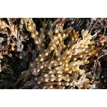 Anne Burgess / Bladder Wrack (Fucus vesiculosus)