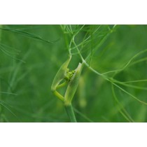 Alan Fryer / Fennel (Foeniculum vulgare)